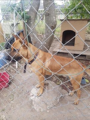 Dogs for Adoption Near San Juan, TX | Petfinder