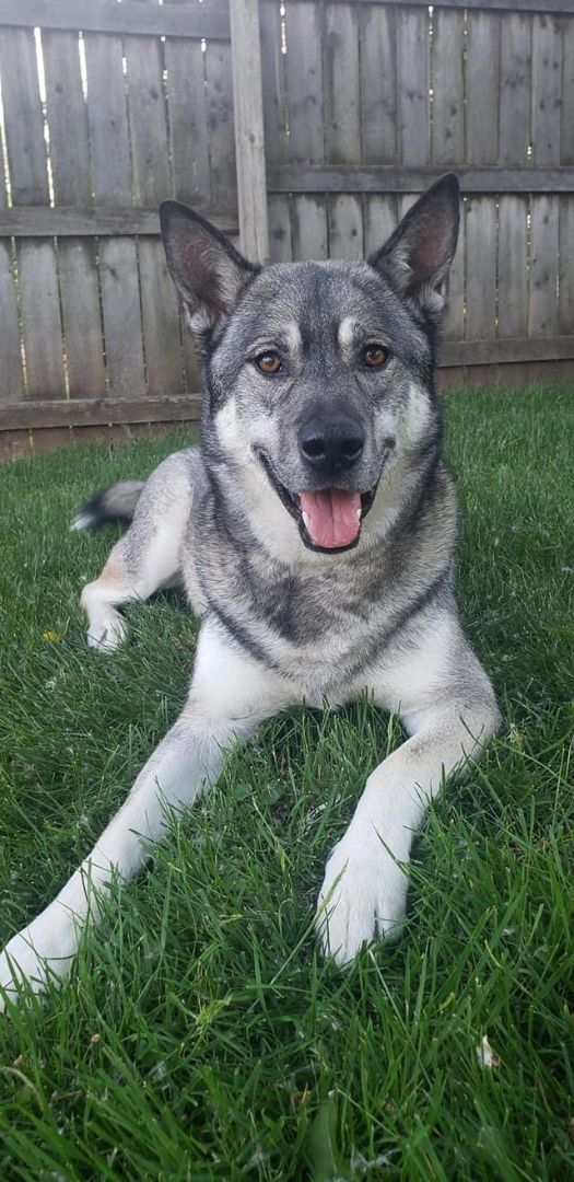 Zeus, an adoptable Norwegian Elkhound & Husky Mix in Minneapolis, MN_image-2