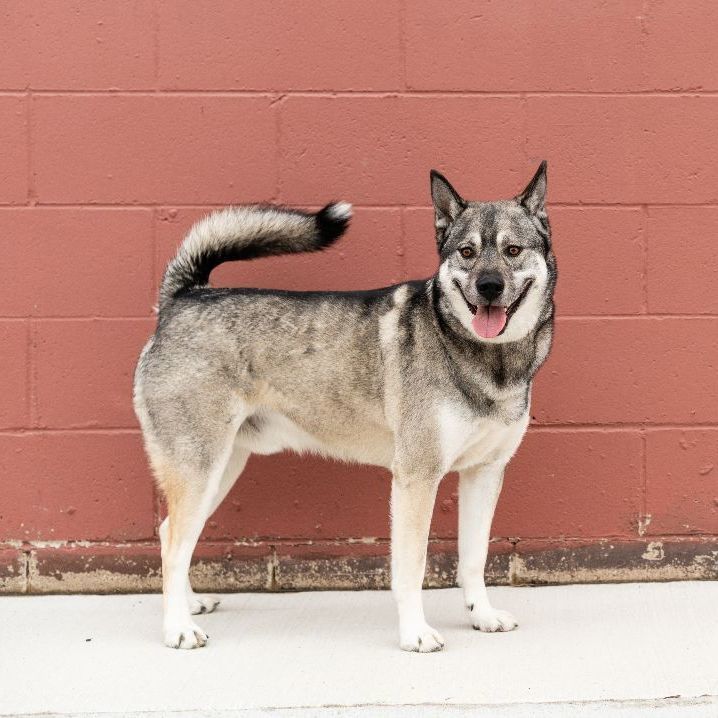 Zeus, an adoptable Norwegian Elkhound & Husky Mix in Minneapolis, MN_image-3