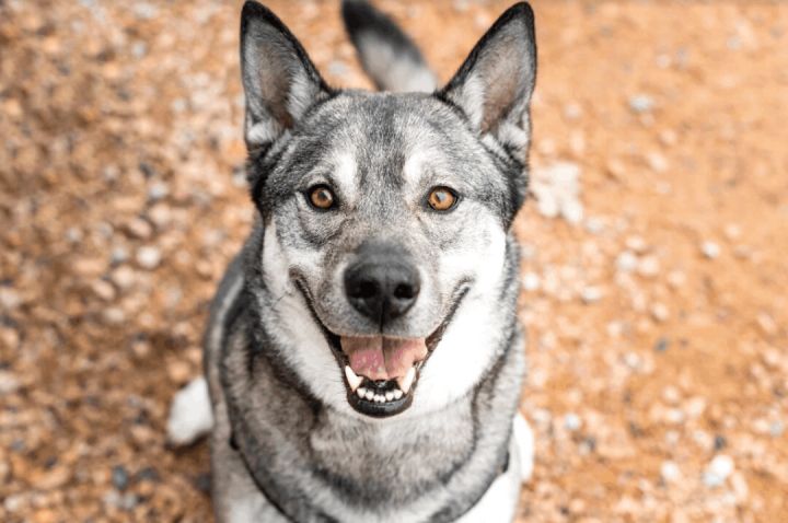 Zeus, an adoptable Norwegian Elkhound & Husky Mix in Minneapolis, MN_image-6