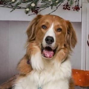Bo, an adoptable Great Pyrenees, Collie in Mission, KS, 66202 | Photo Image 6