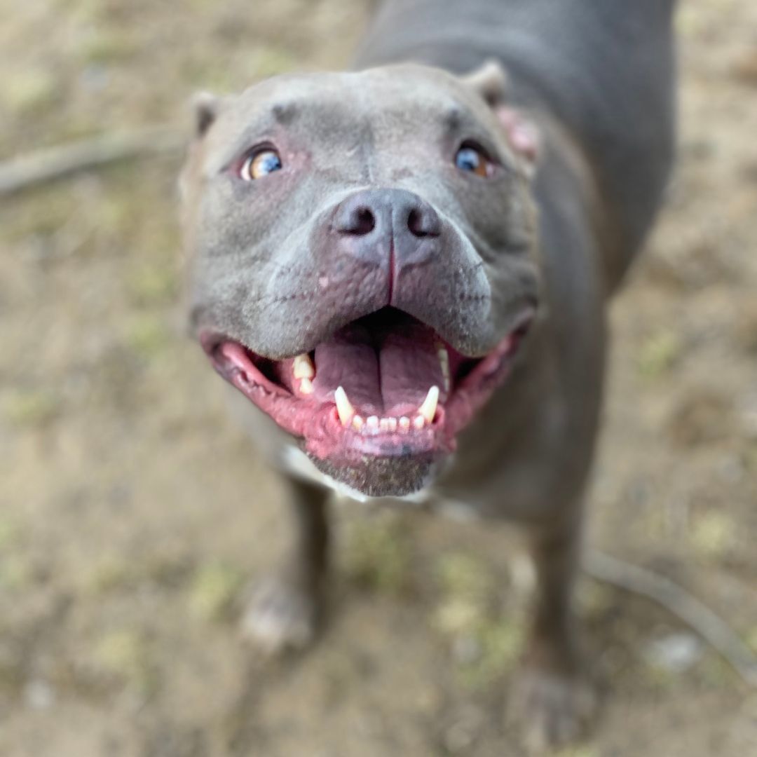 Zoey, an adoptable Pit Bull Terrier in Reisterstown, MD, 21136 | Photo Image 2