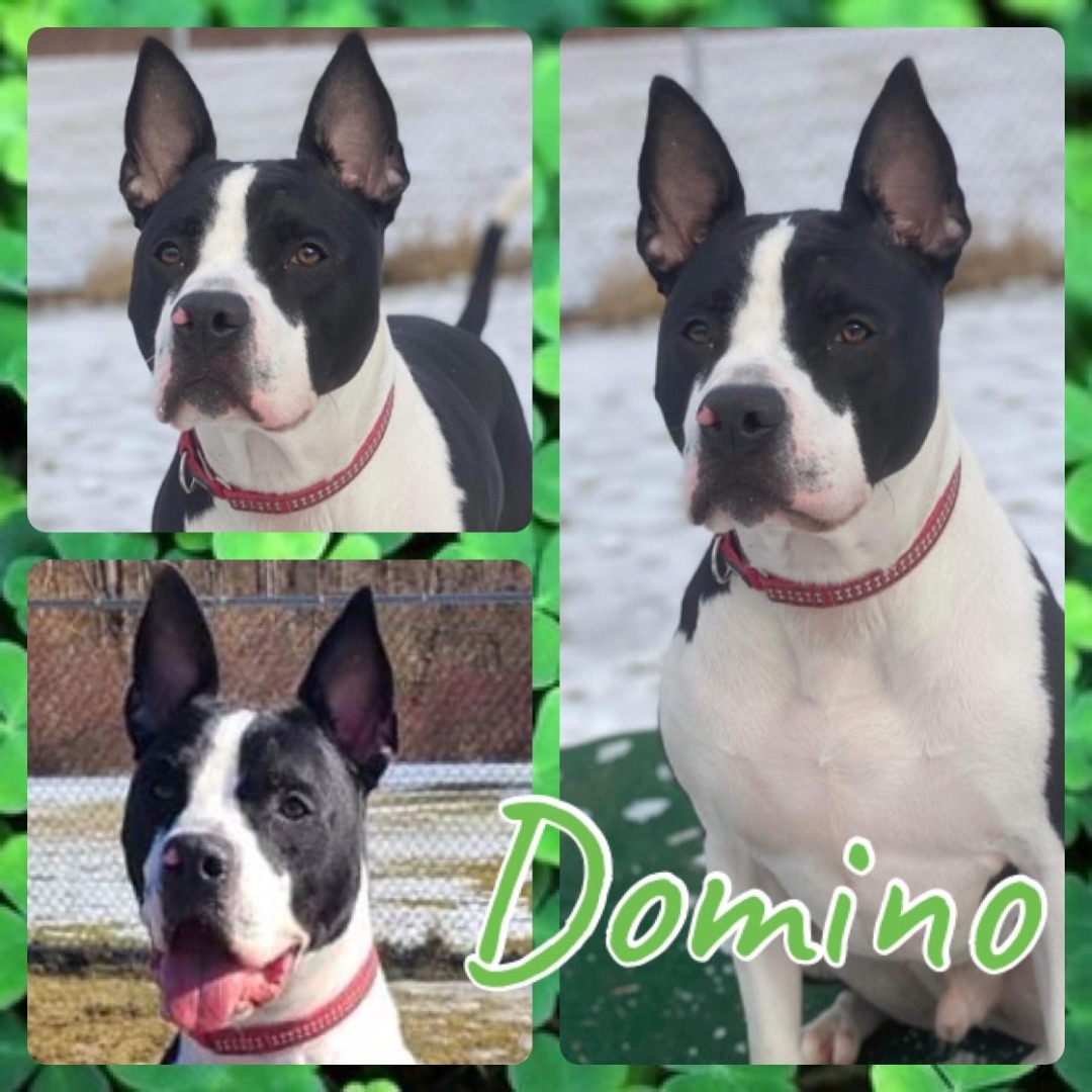 Domino