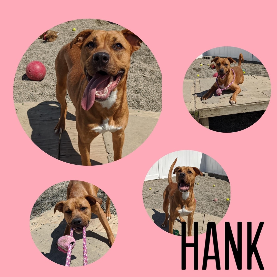 Hank