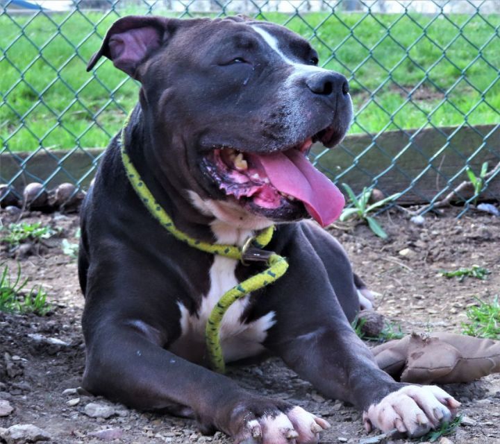 Teddy Atlas, an adoptable Pit Bull Terrier Mix in Harrisburg, PA_image-3