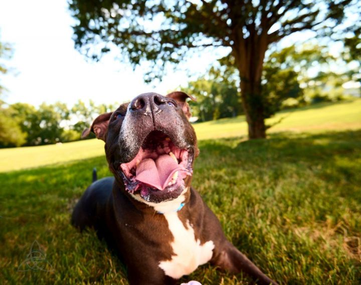 Teddy Atlas, an adoptable Pit Bull Terrier Mix in Harrisburg, PA_image-1