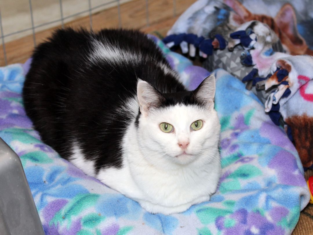 Daisy, an adoptable Domestic Short Hair in Harrisville, UT, 84404 | Photo Image 1