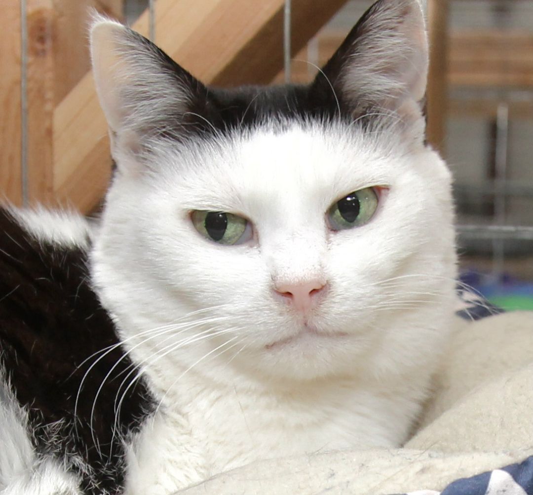 Daisy, an adoptable Domestic Short Hair in Harrisville, UT, 84404 | Photo Image 2