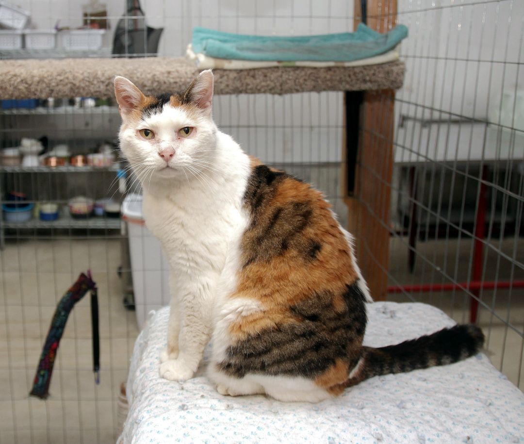 Truman, an adoptable Calico in Harrisville, UT, 84404 | Photo Image 1