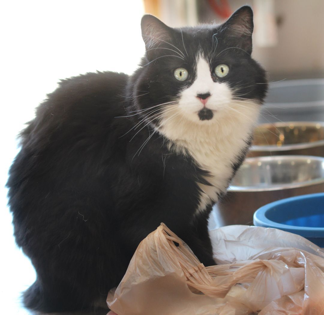 Eli, an adoptable Tuxedo in Harrisville, UT, 84404 | Photo Image 1