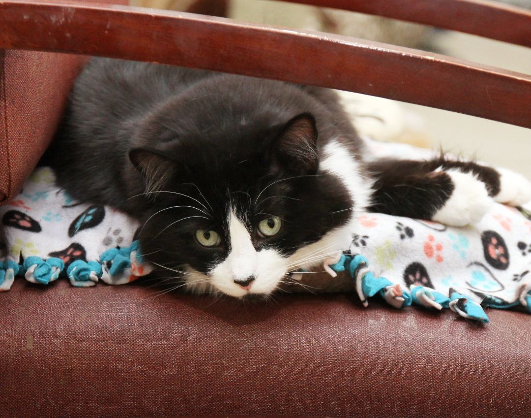 Eli, an adoptable Tuxedo in Harrisville, UT, 84404 | Photo Image 2