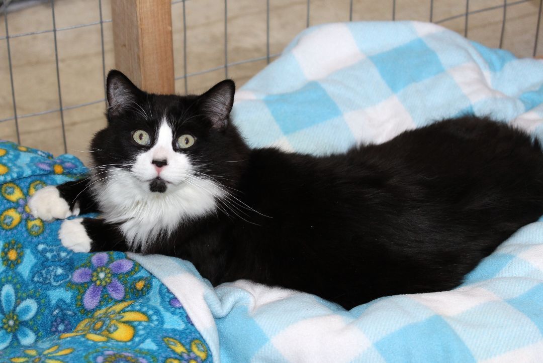 Eli, an adoptable Tuxedo in Harrisville, UT, 84404 | Photo Image 3