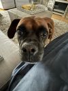 Vito