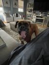Vito