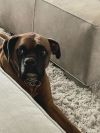 Vito