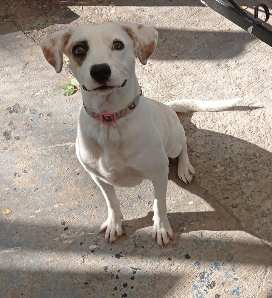 Penny, an adoptable Jack Russell Terrier in Vaudreuil-Dorion, QC, J7V 8P2 | Photo Image 4