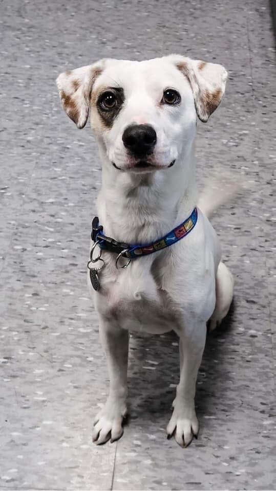 Penny, an adoptable Jack Russell Terrier in Vaudreuil-Dorion, QC, J7V 8P2 | Photo Image 3