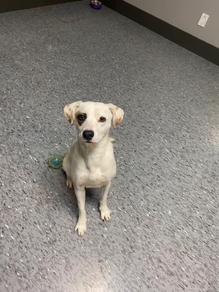 Penny, an adoptable Jack Russell Terrier in Vaudreuil-Dorion, QC, J7V 8P2 | Photo Image 4