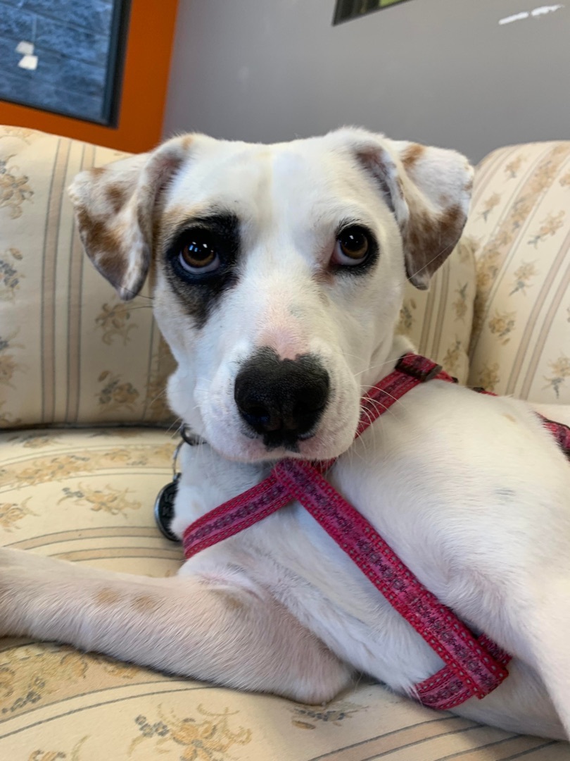 Penny, an adoptable Jack Russell Terrier in Vaudreuil-Dorion, QC, J7V 8P2 | Photo Image 5