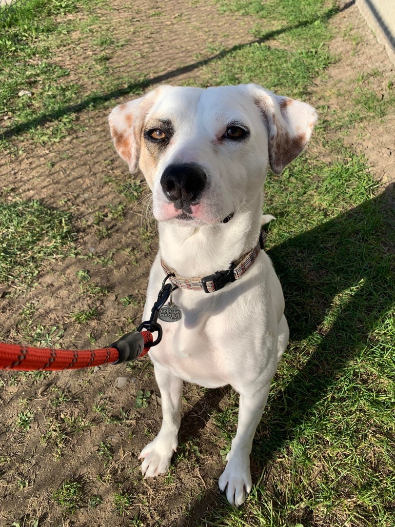 Penny, an adoptable Jack Russell Terrier in Vaudreuil-Dorion, QC, J7V 8P2 | Photo Image 1