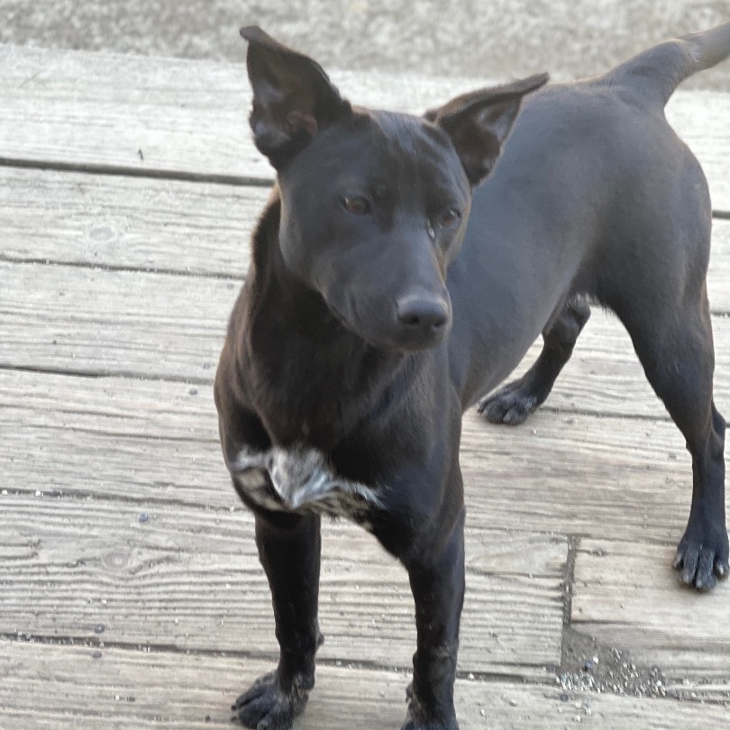 Mooka, an adoptable Labrador Retriever in Brattleboro, VT, 05301 | Photo Image 2