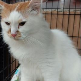 Samantha & Haley, an adoptable Egyptian Mau, Persian in Hamilton, ON, L8L 7K2 | Photo Image 2