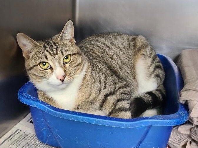 Baby, an adoptable Domestic Short Hair in Newport, NC, 28570 | Photo Image 4