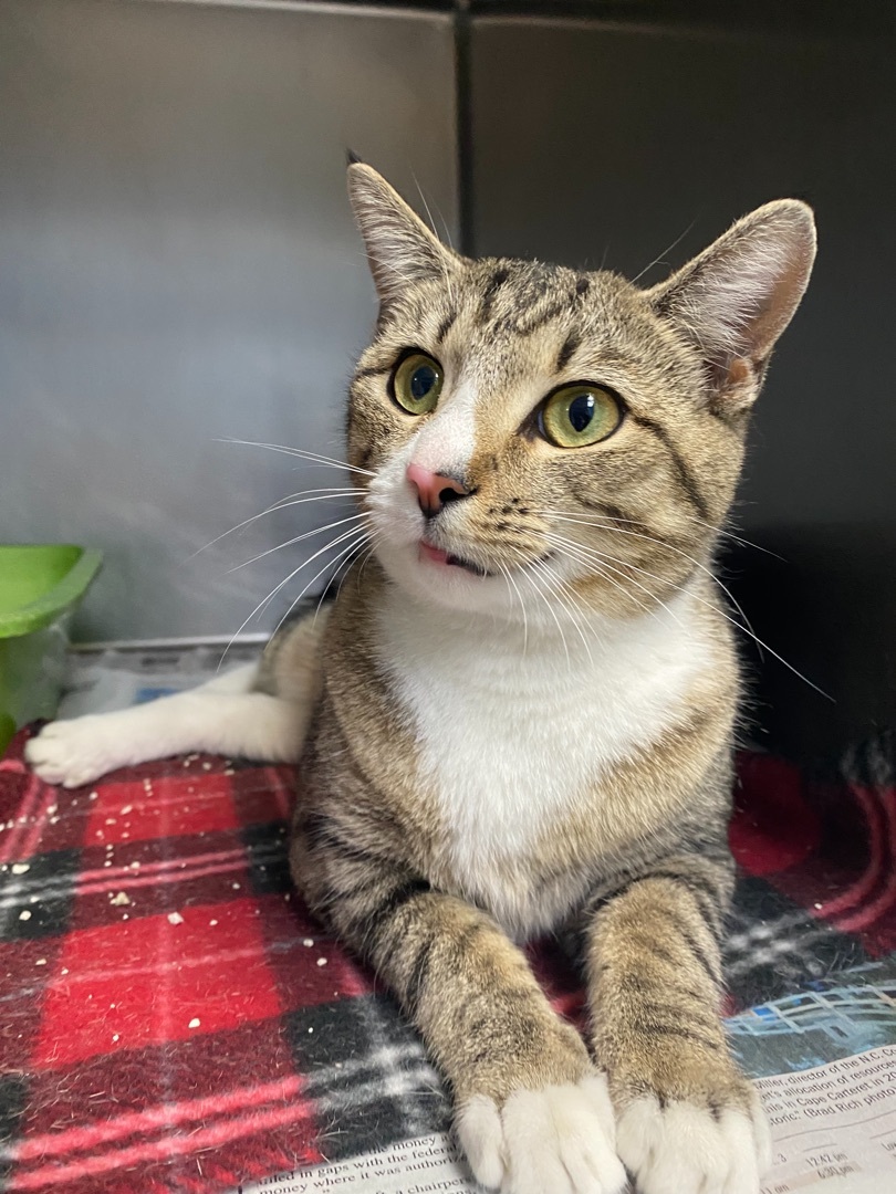 Baby, an adoptable Domestic Short Hair in Newport, NC, 28570 | Photo Image 1