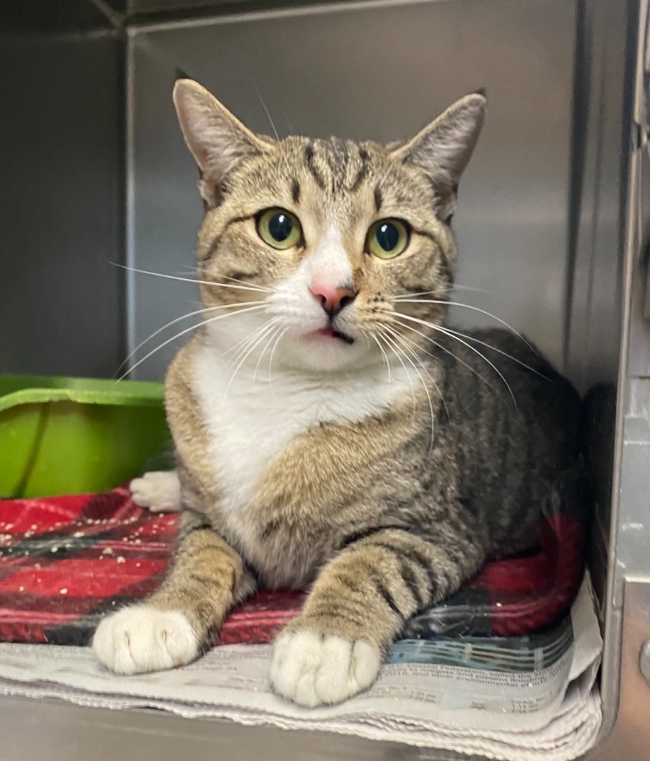 Baby, an adoptable Domestic Short Hair in Newport, NC, 28570 | Photo Image 5