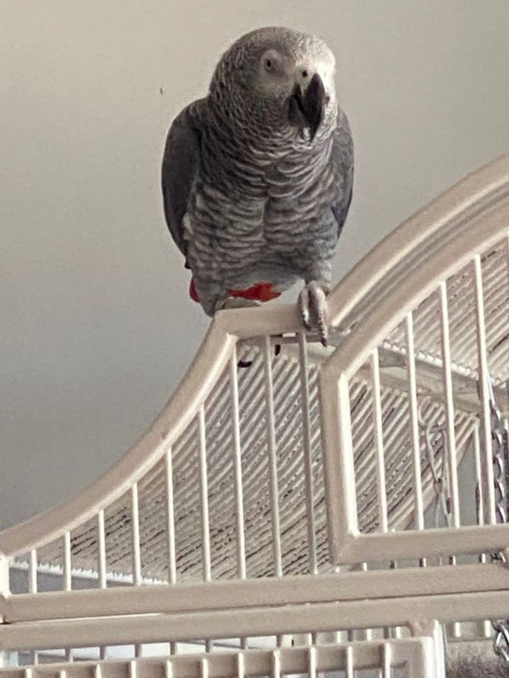 Scarlito, an adopted African Grey in North Babylon, NY_image-1