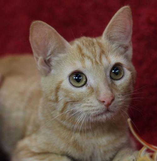 Addie Belle, an adoptable Tabby, Domestic Short Hair in Cary, NC, 27511 | Photo Image 1