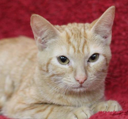 Addie Belle, an adoptable Tabby, Domestic Short Hair in Cary, NC, 27511 | Photo Image 2