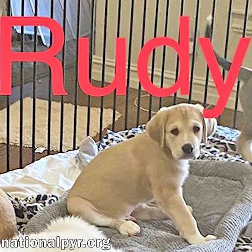 Rudy in OK - Fun-Loving Pup!