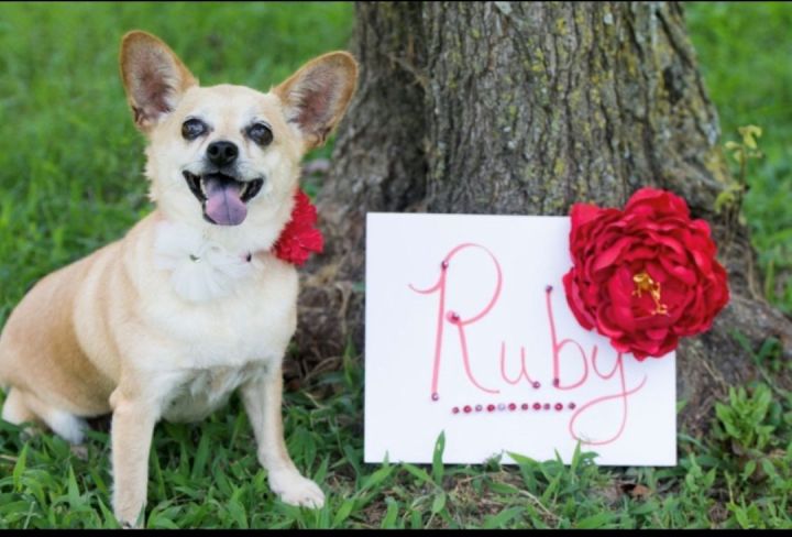 Ruby, an adoptable Chihuahua in Rock Hill, SC_image-2