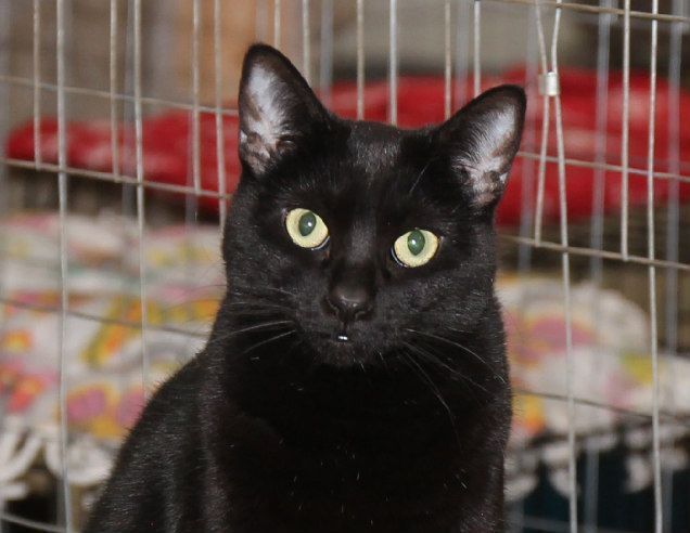 Spice, an adoptable Domestic Short Hair in Harrisville, UT, 84404 | Photo Image 1