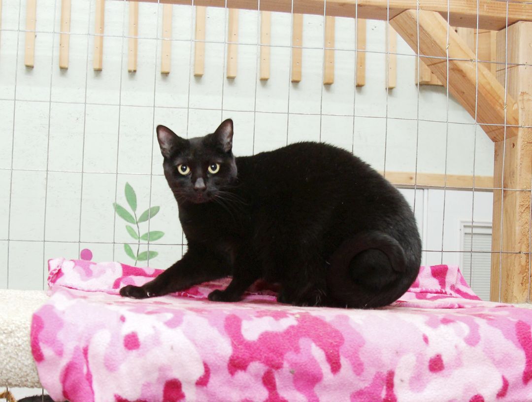 Spice, an adoptable Domestic Short Hair in Harrisville, UT, 84404 | Photo Image 2