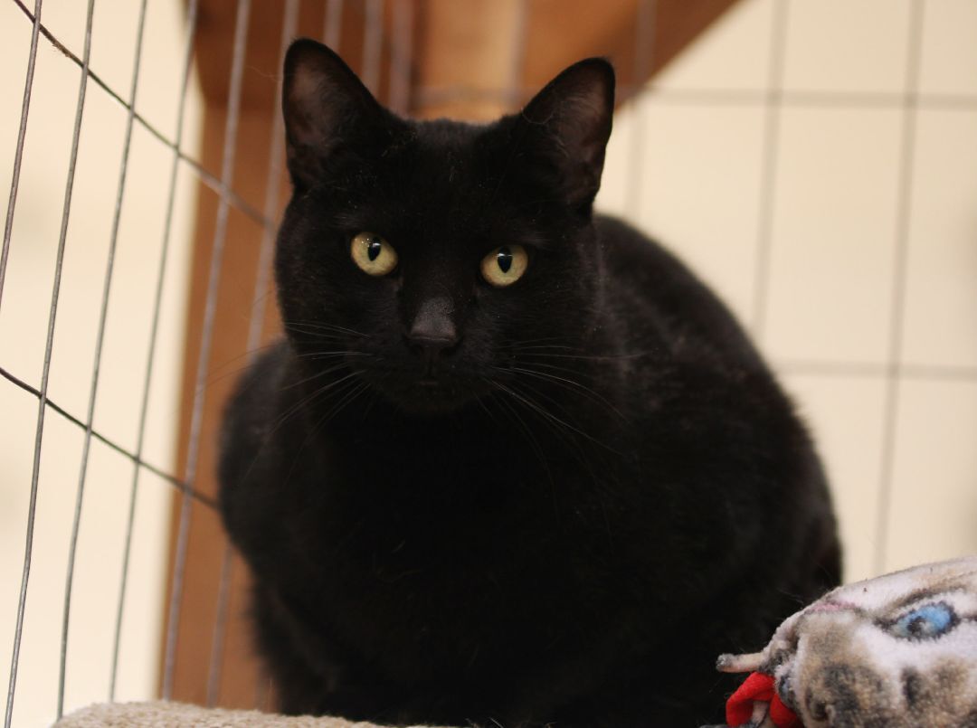 Spice, an adoptable Domestic Short Hair in Harrisville, UT, 84404 | Photo Image 3