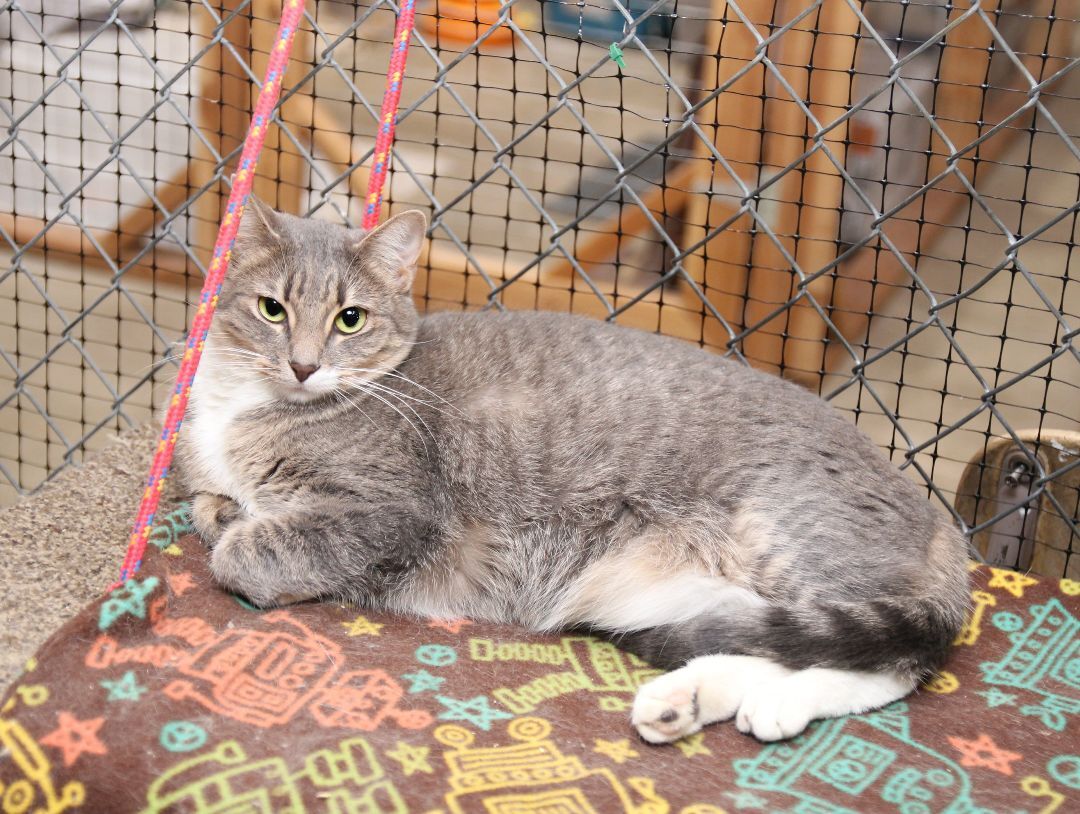 Tabatha, an adoptable Tabby in Harrisville, UT, 84404 | Photo Image 1