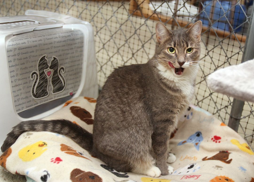 Tabatha, an adoptable Tabby in Harrisville, UT, 84404 | Photo Image 2