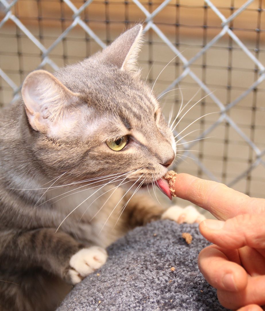 Tabatha, an adoptable Tabby in Harrisville, UT, 84404 | Photo Image 3