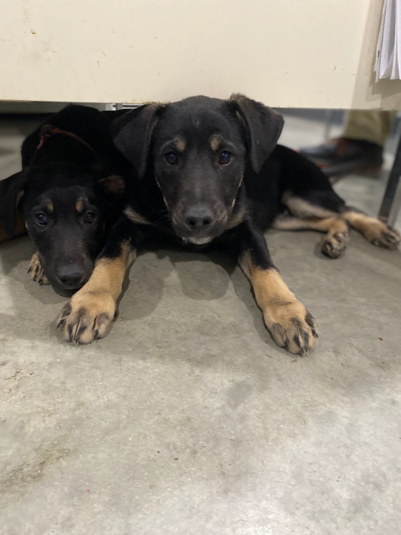Hunter and Ranger