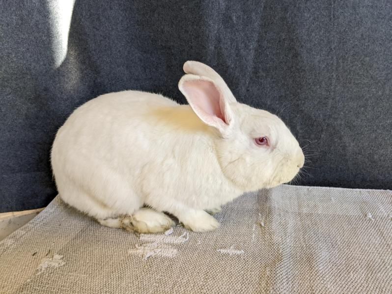Rabbit for adoption Pumbaa, an American in Lee's Summit, MO Petfinder