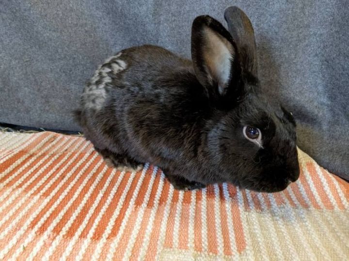 Rabbit for adoption Ed, an American in Lee's Summit, MO Petfinder