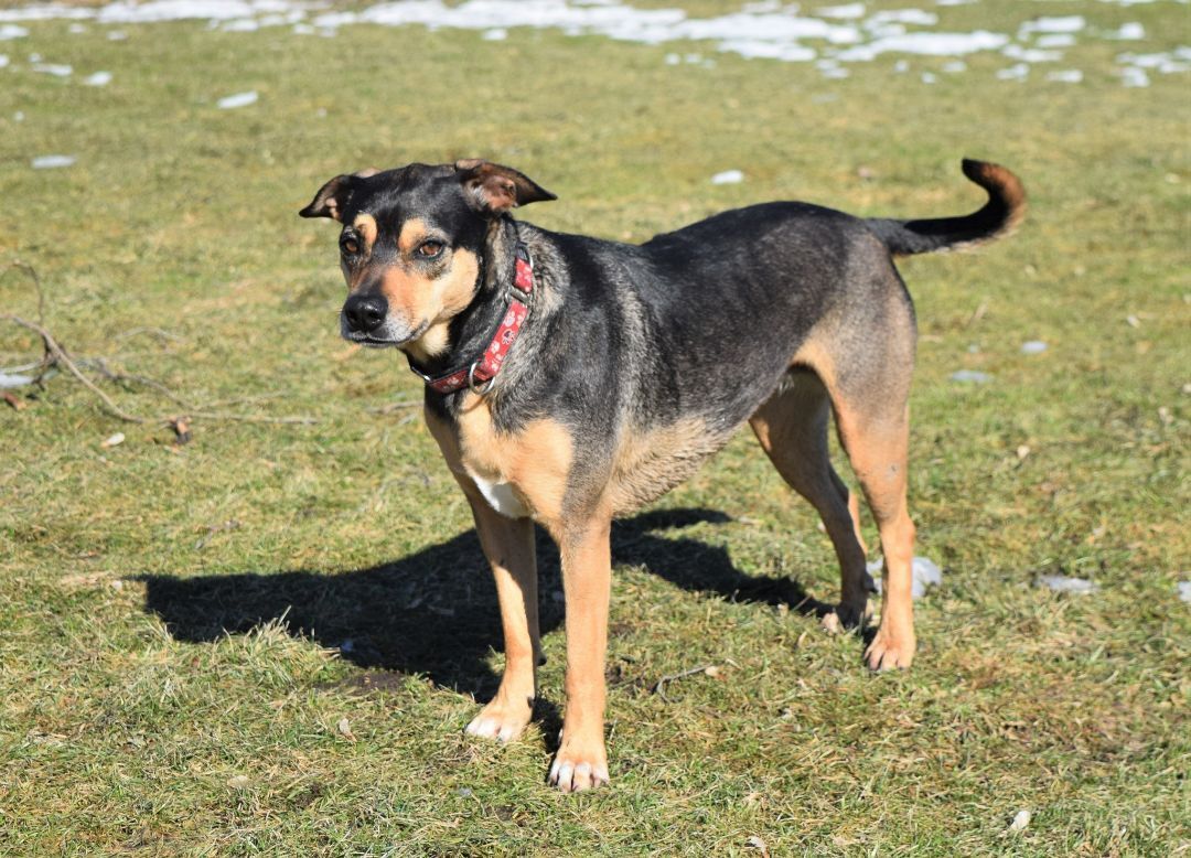 Lynne, an adoptable Terrier in Tomah, WI, 54660 | Photo Image 2