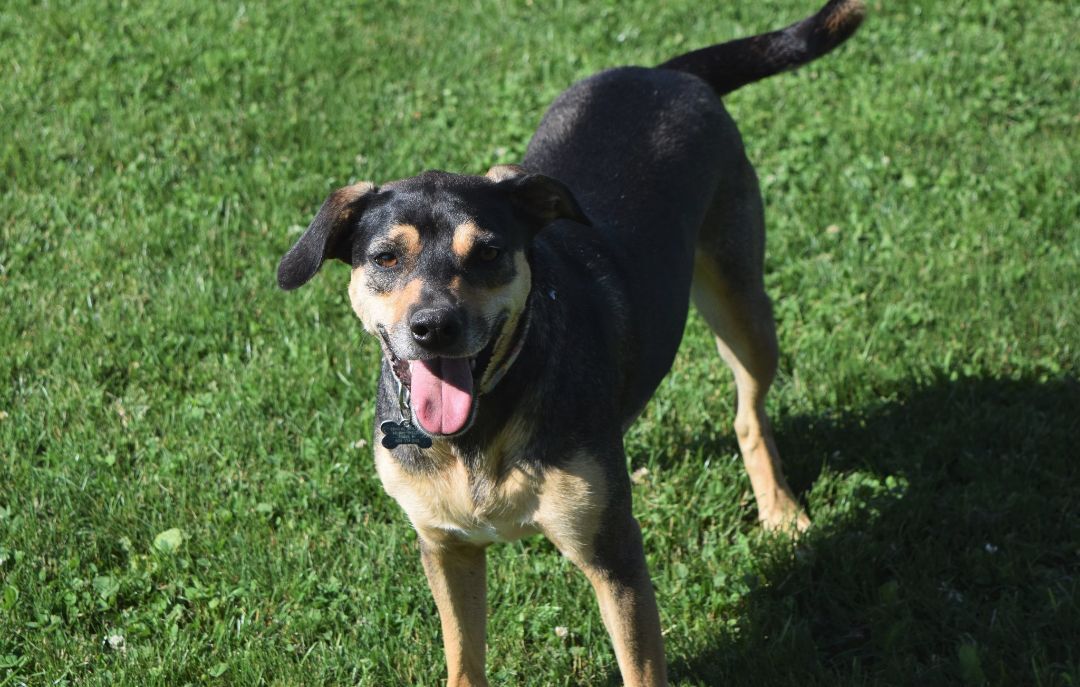 Lynne, an adoptable Terrier in Tomah, WI, 54660 | Photo Image 5