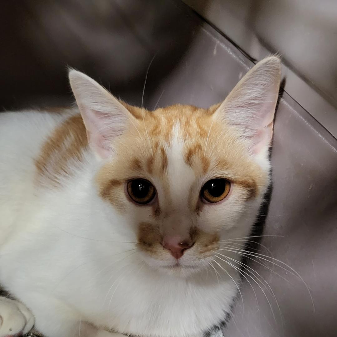 Fanta, an adoptable Domestic Short Hair in Rochester, NY, 14626 | Photo Image 2