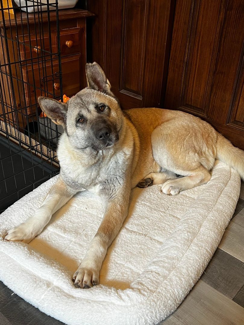 LISA, an adoptable Akita in Fort Wayne, IN, 46815 | Photo Image 4