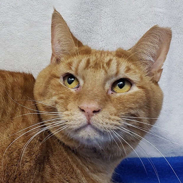 Kennedy, an adoptable Domestic Short Hair in Fishkill, NY, 12524 | Photo Image 1