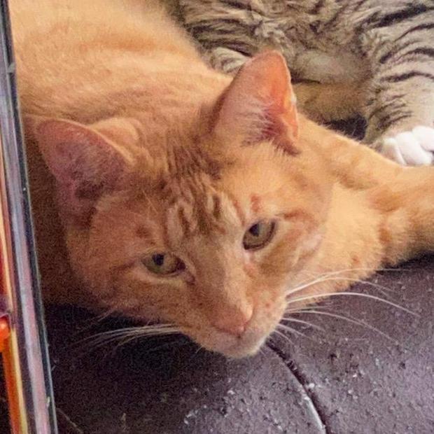 Kennedy, an adoptable Domestic Short Hair in Fishkill, NY, 12524 | Photo Image 2