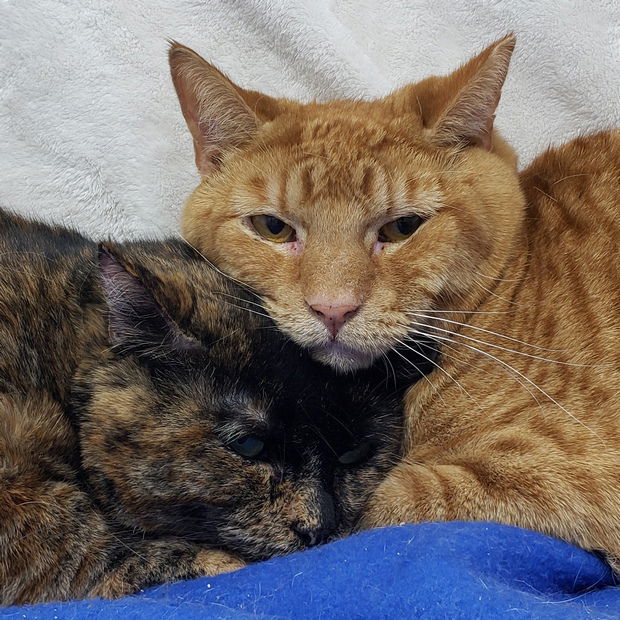 Kennedy, an adoptable Domestic Short Hair in Fishkill, NY, 12524 | Photo Image 3